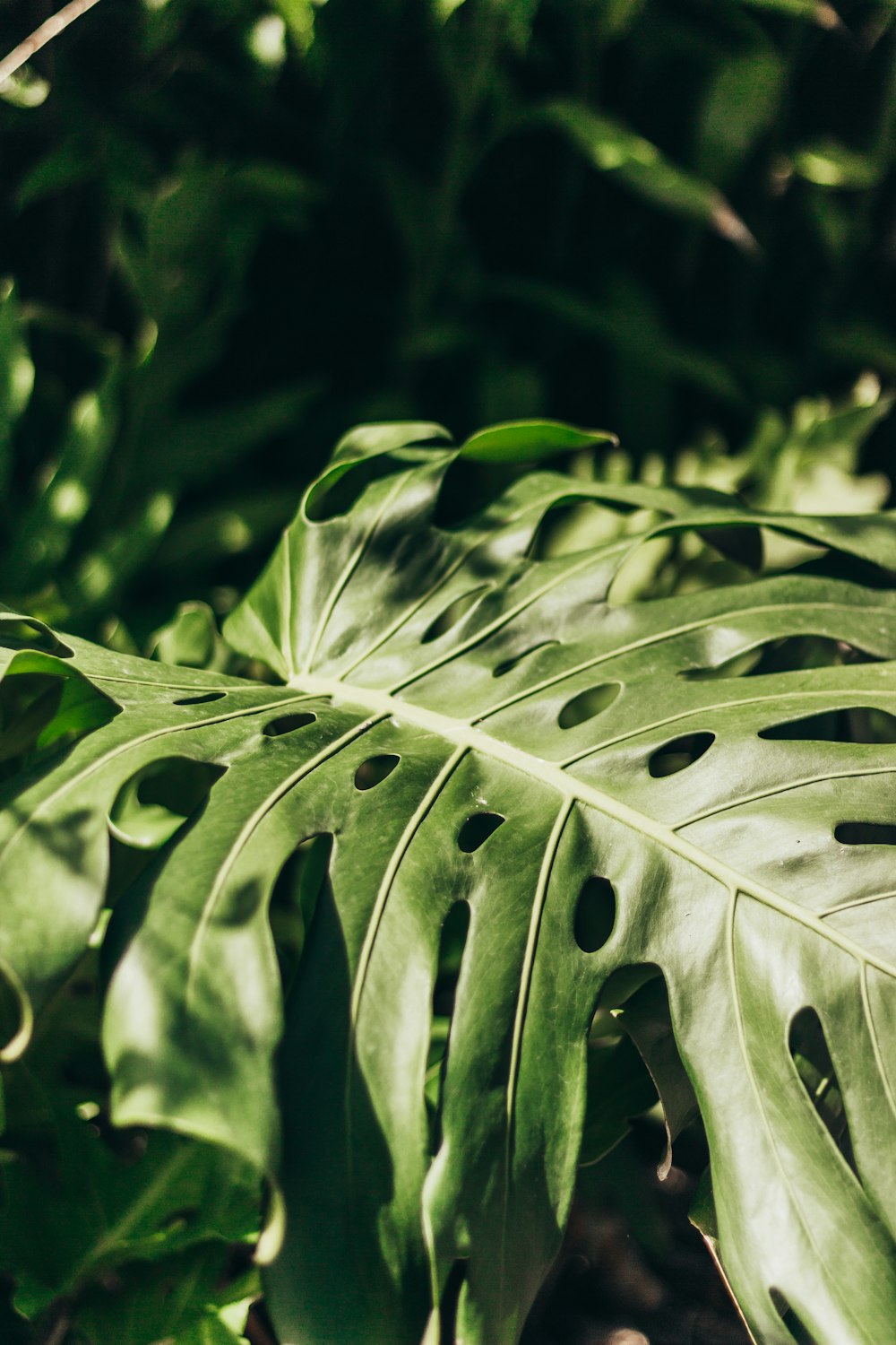 um close up de uma planta