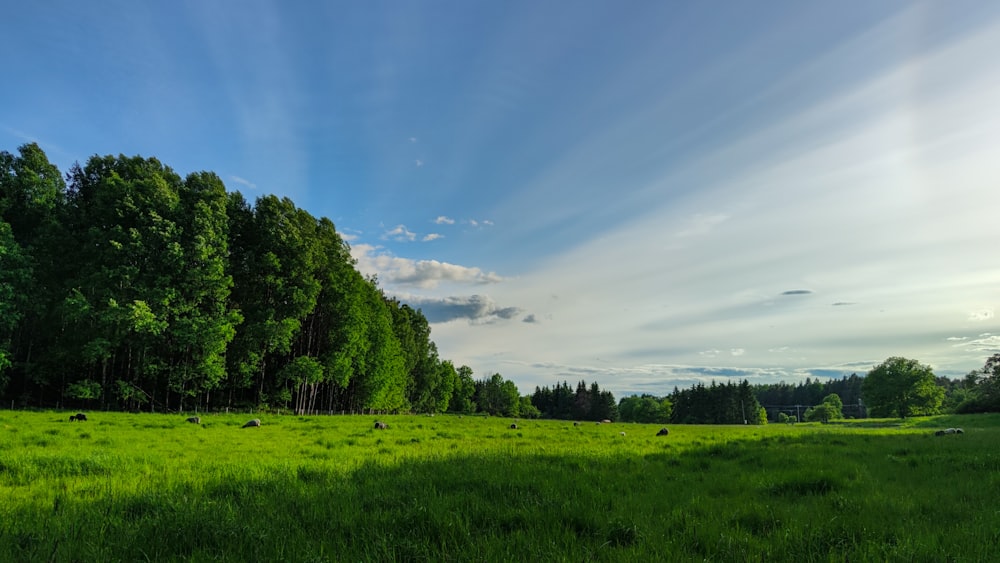 a grassy field with trees in the background