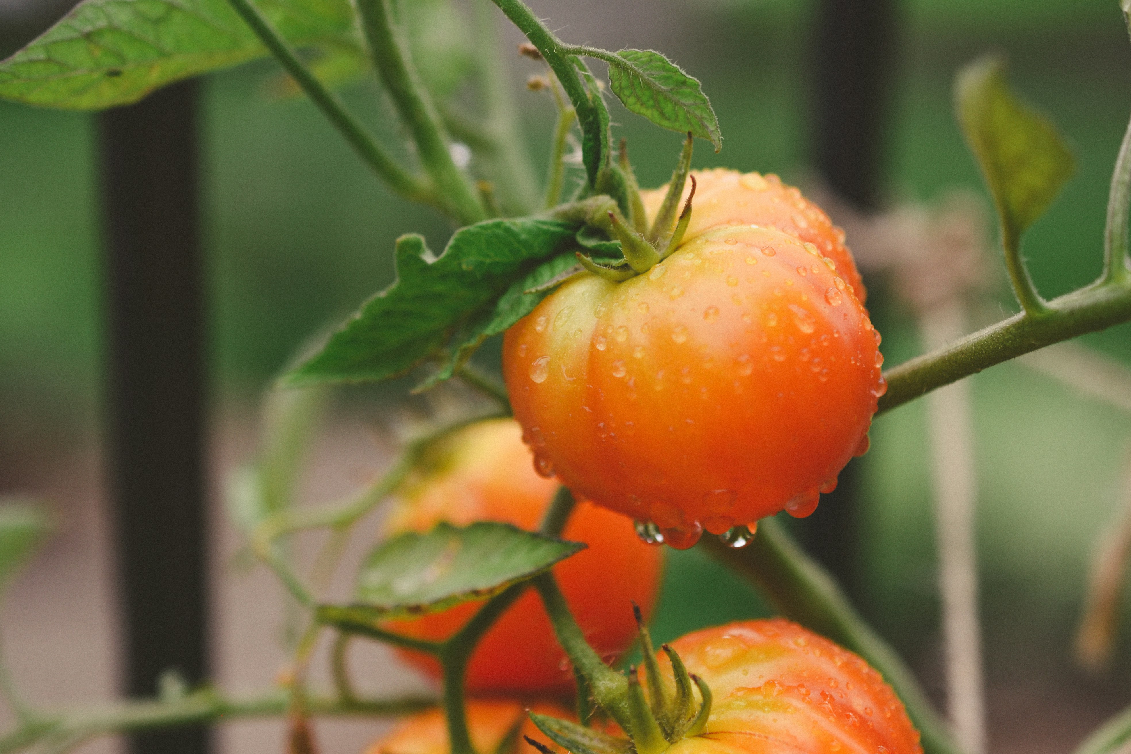 Photo by haleyparson