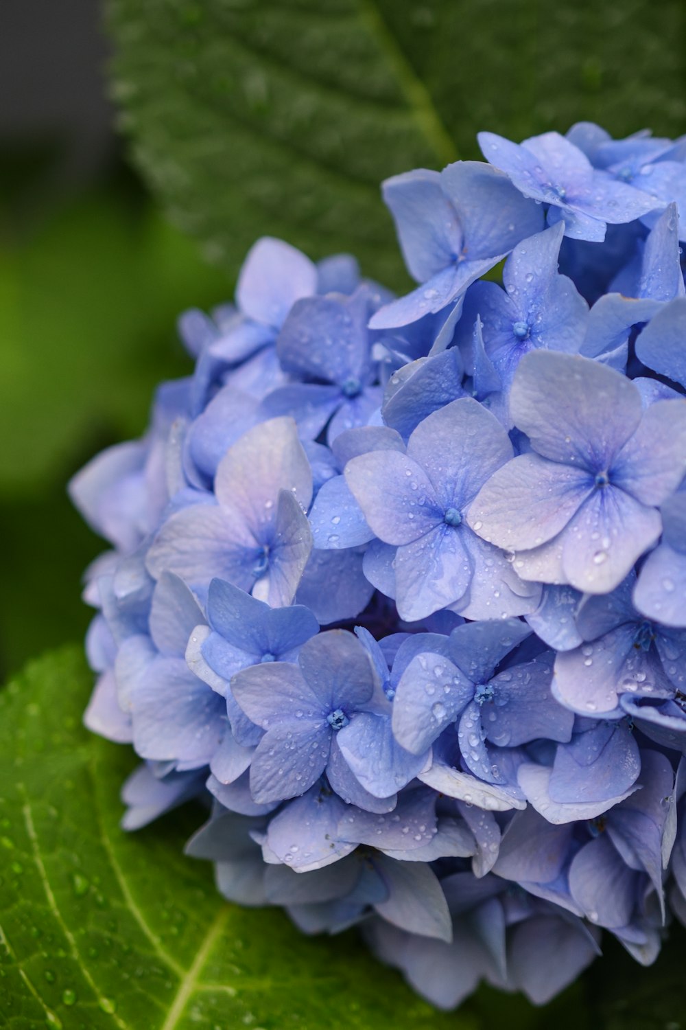 a group of blue flowers