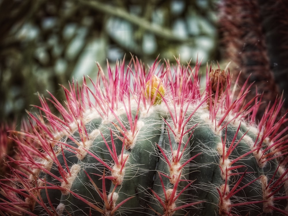 a close up of a plant