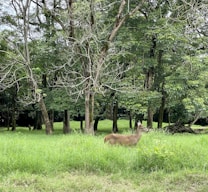 A peaceful forest scene with a deer standing among green grass and tall trees. The trees are lush and leafy, providing a natural canopy overhead. The deer appears calm and blends harmoniously with the tranquil setting.
