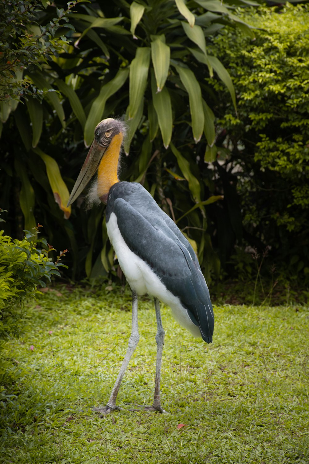 a bird standing on grass