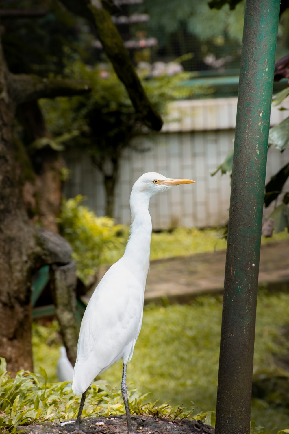 a white bird standing on a rock