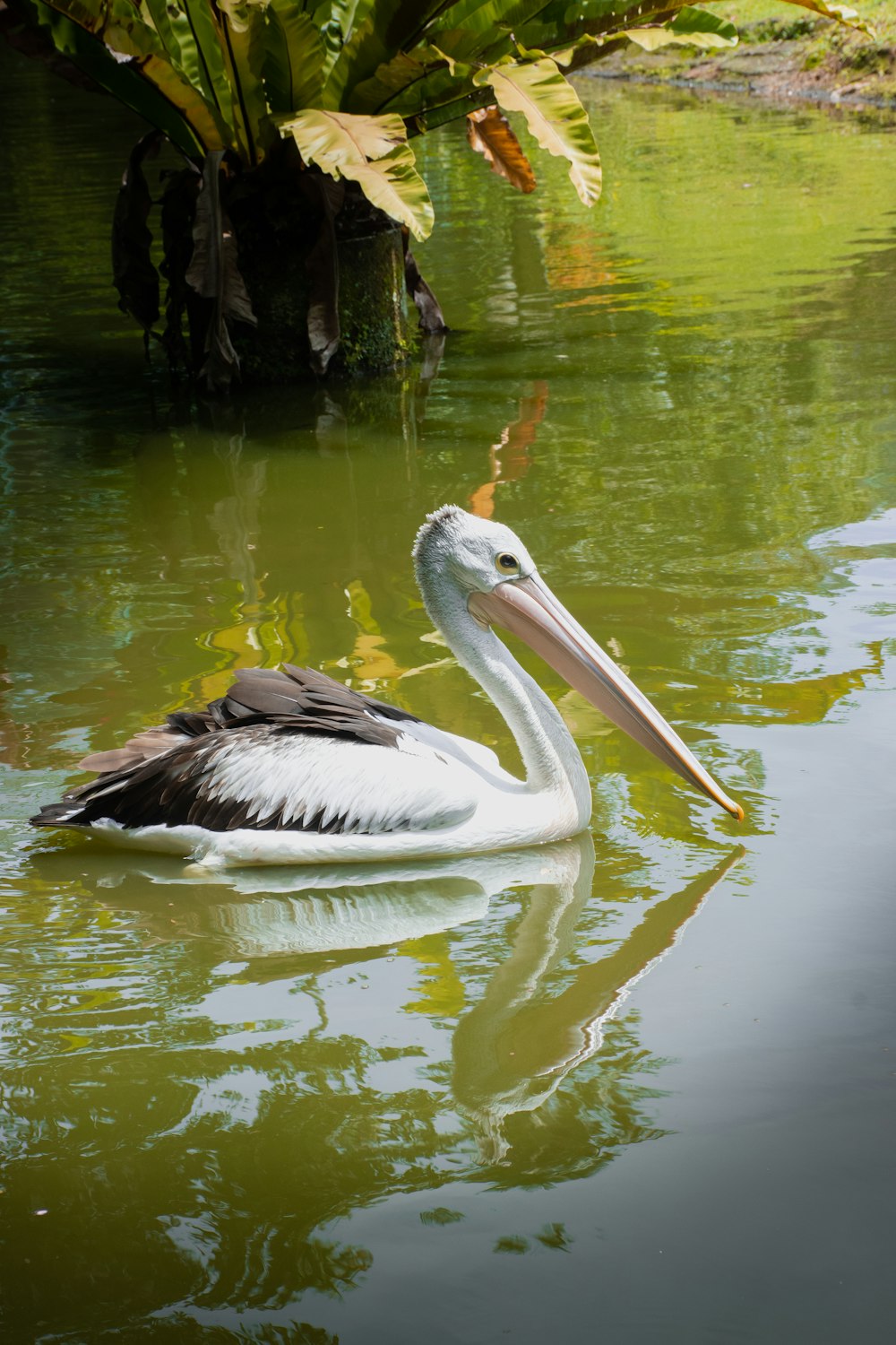 a bird swimming in water