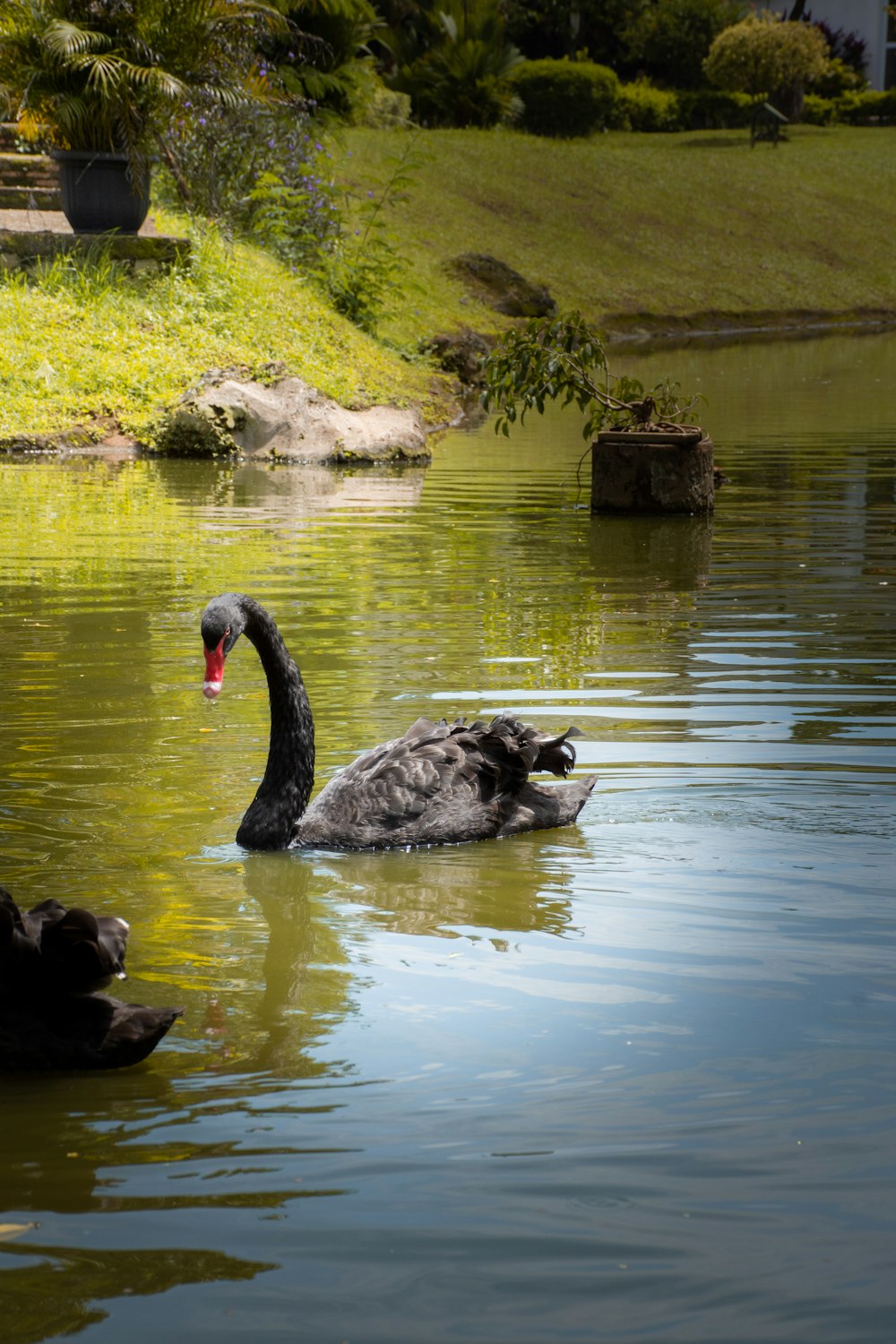 a black swan swimming in a pond