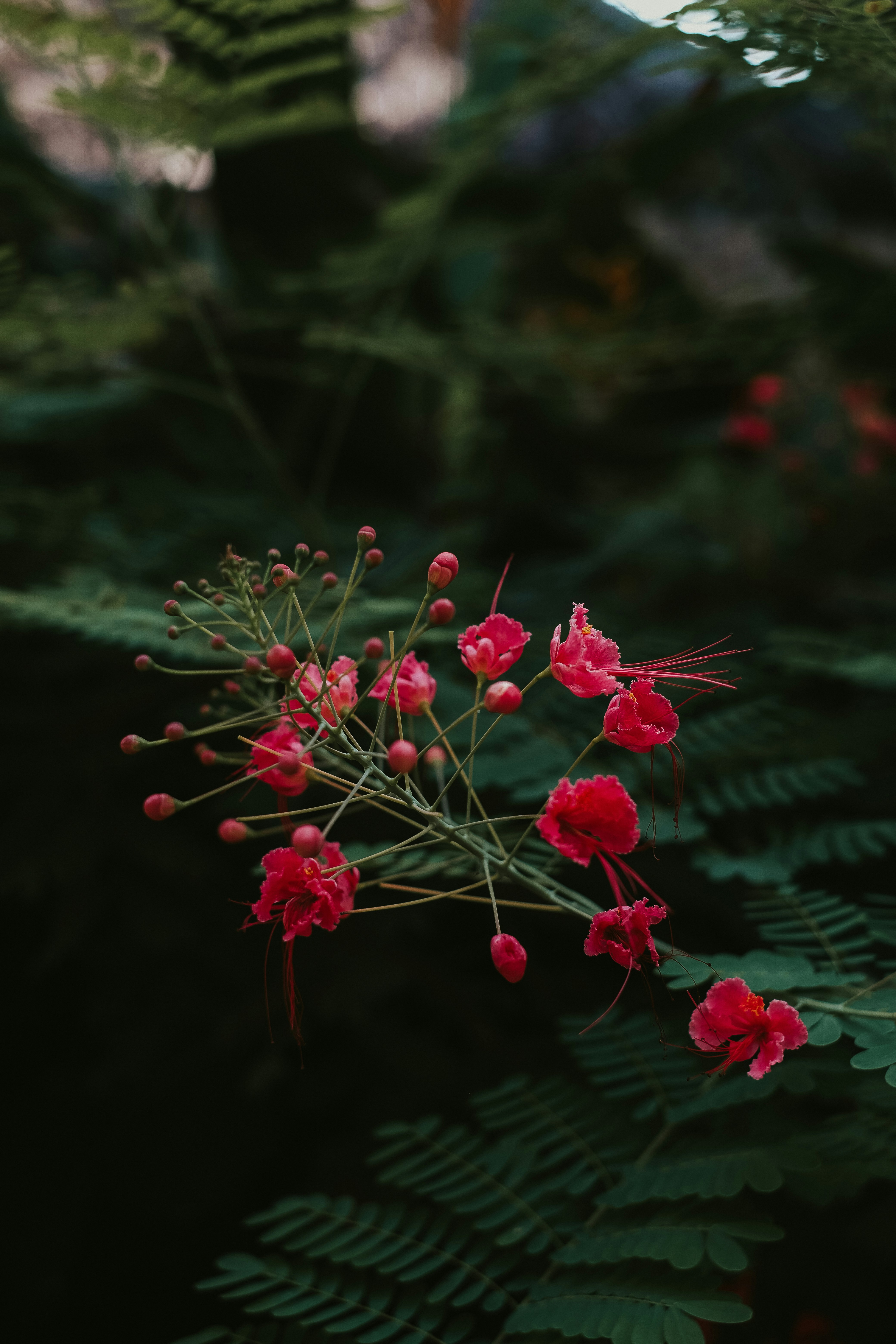 a close up of some flowers