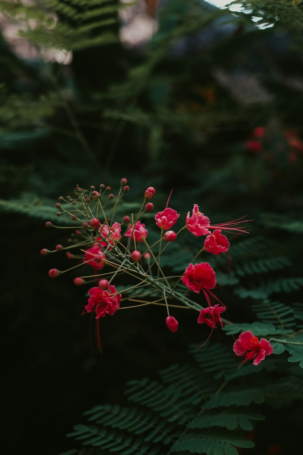 a close up of some flowers