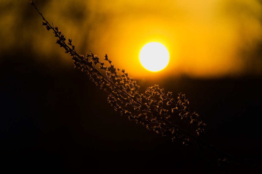 a tree branch with the sun behind it