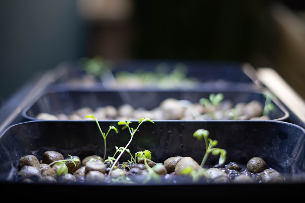 a small plant growing in a pot