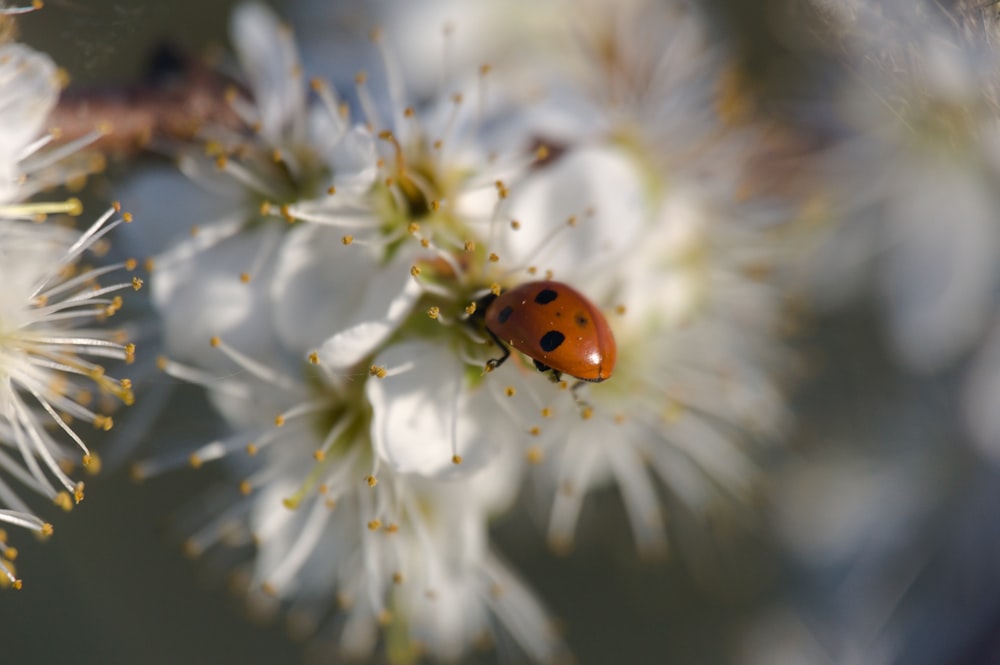 a ladybug on a white flower