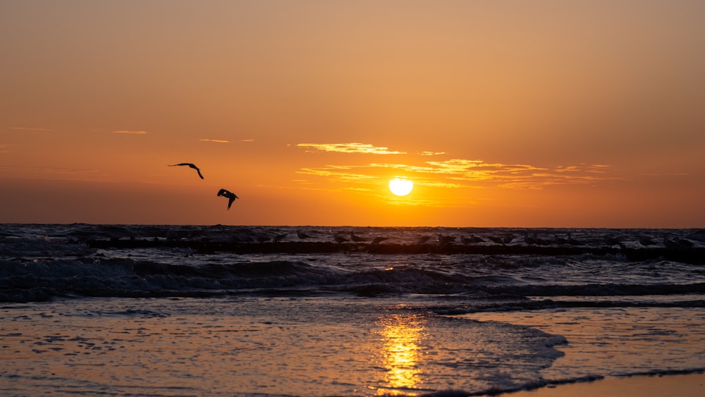 birds flying over the ocean