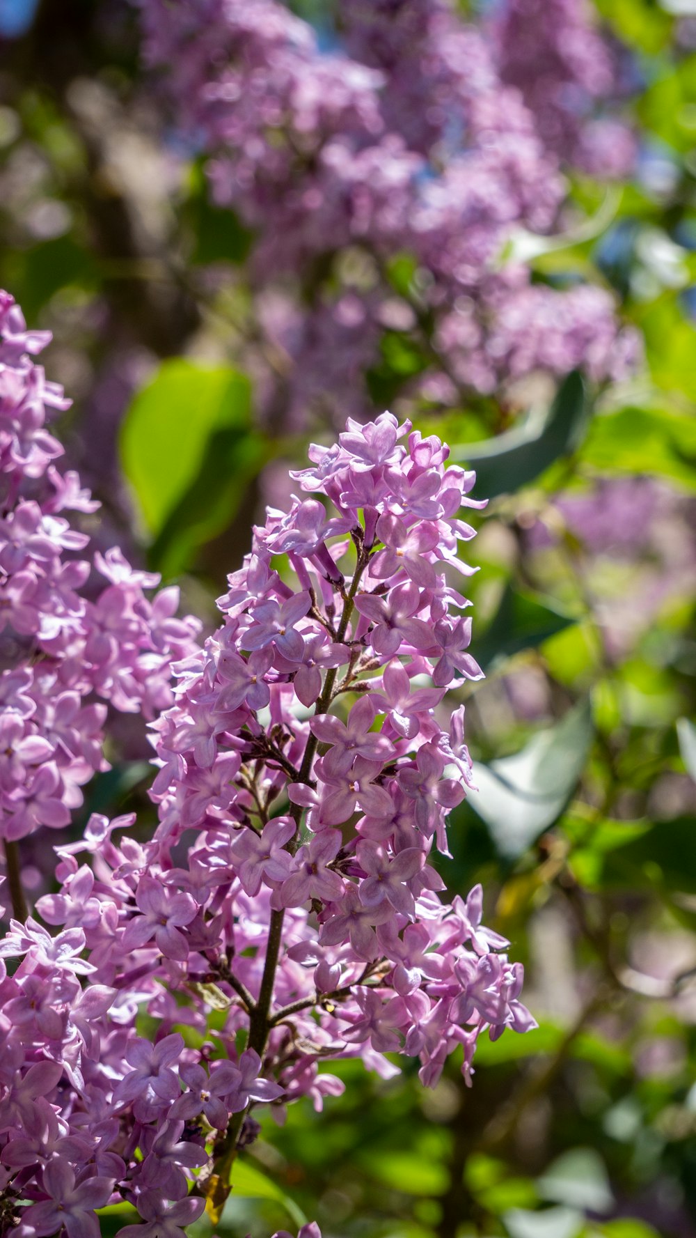 um close up de uma flor