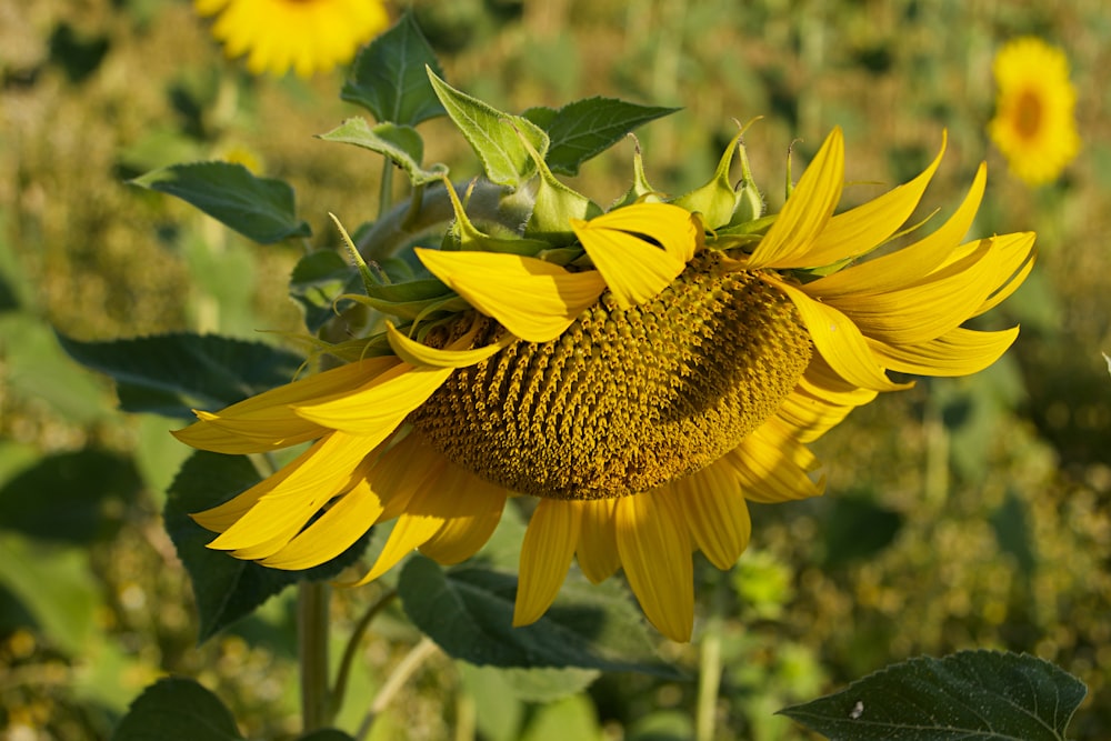 eine gelbe Sonnenblume mit grünen Blättern