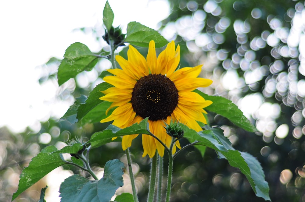 a yellow flower with green leaves