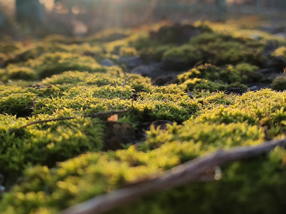 a close-up of some plants