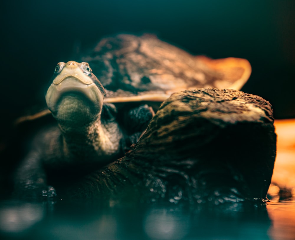 Une tortue sur un rocher