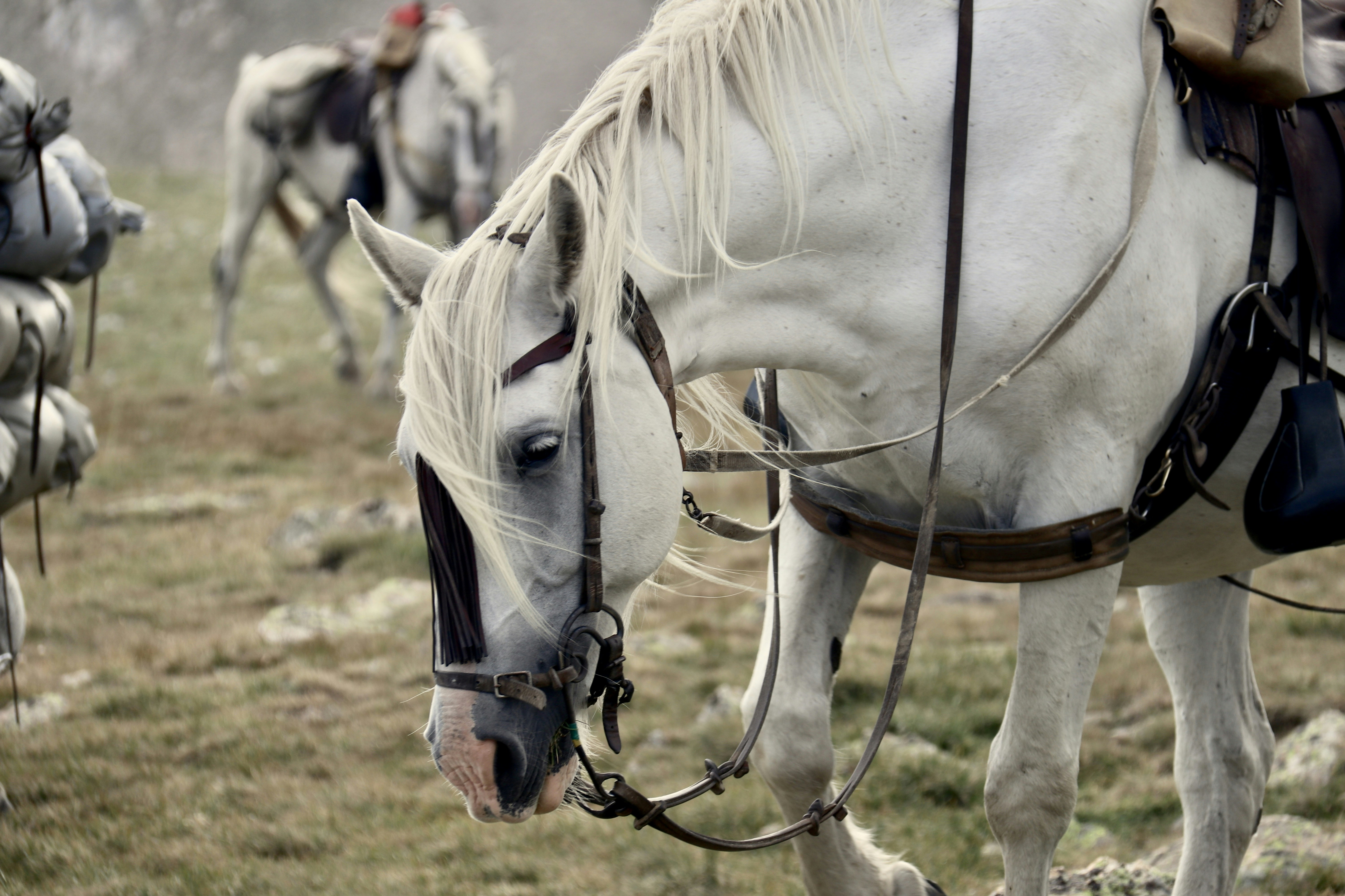 Wycofanie się Charlotte Dujardin z igrzysk olimpijskich w Paryżu 2024