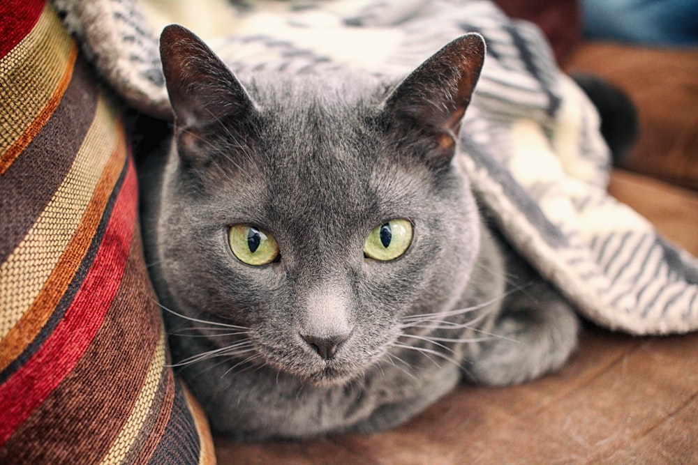 a cat lying on a blanket