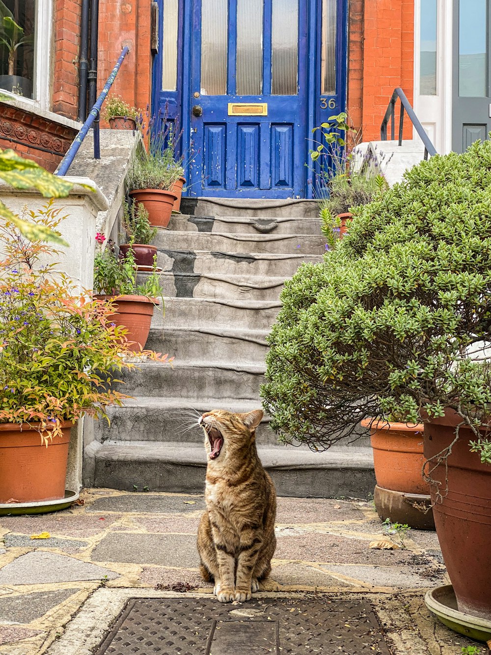 a cat standing on a stone staircase