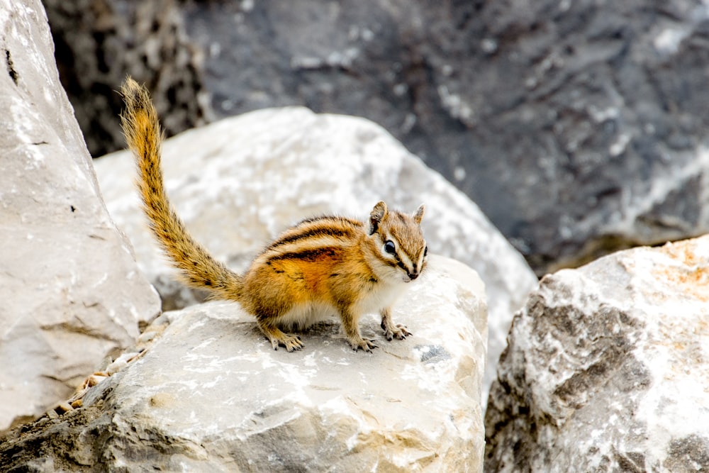 a squirrel on a rock