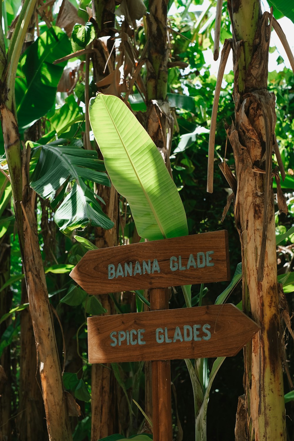 a sign in a forest