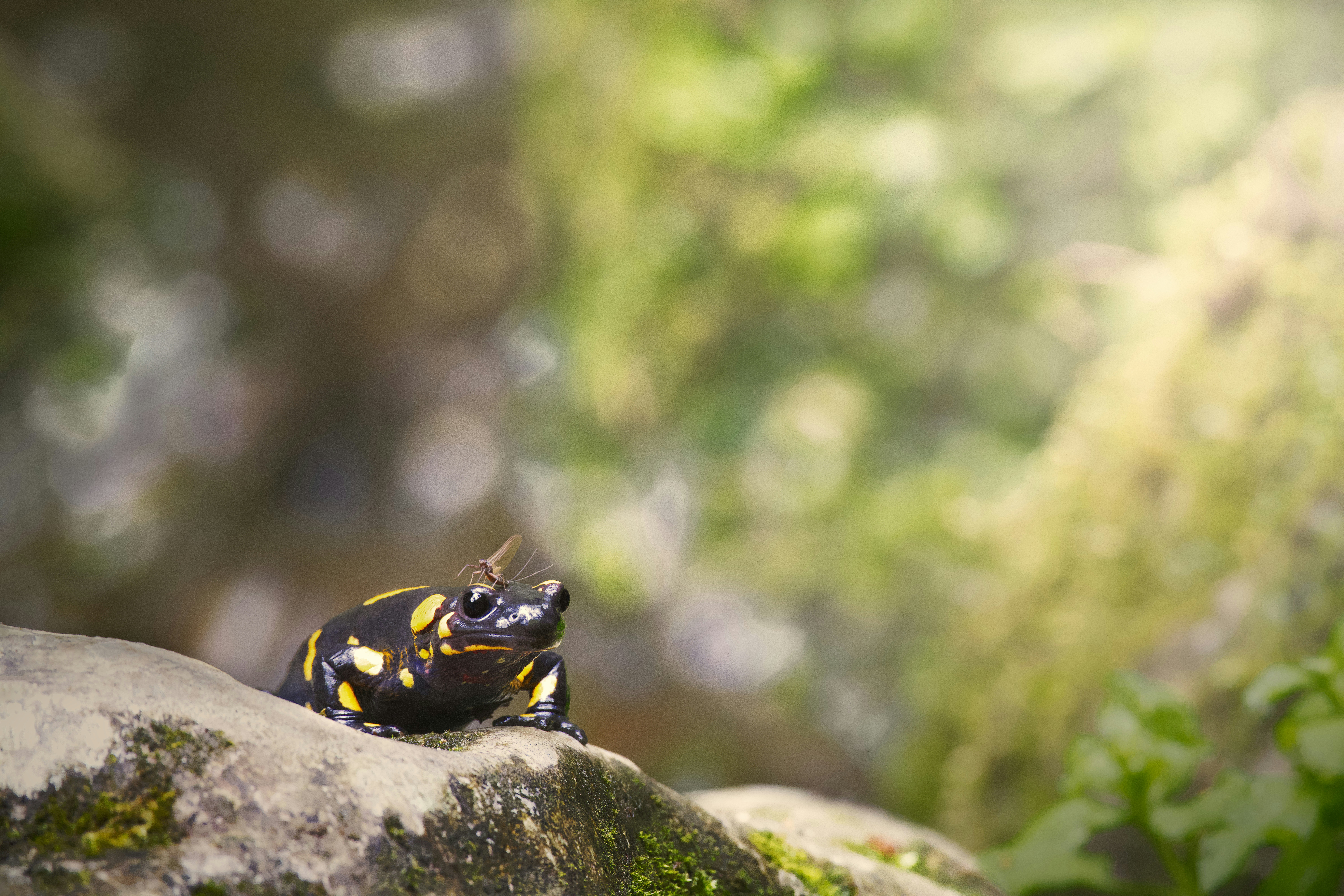 a black and yellow frog on a rock