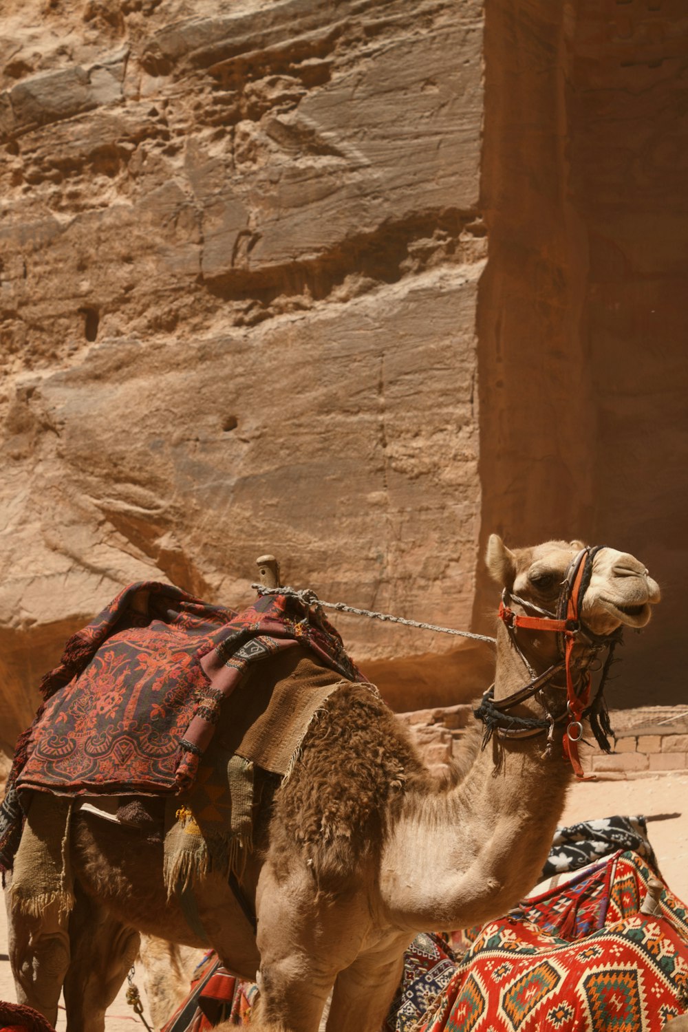 camels with saddles in a rocky area