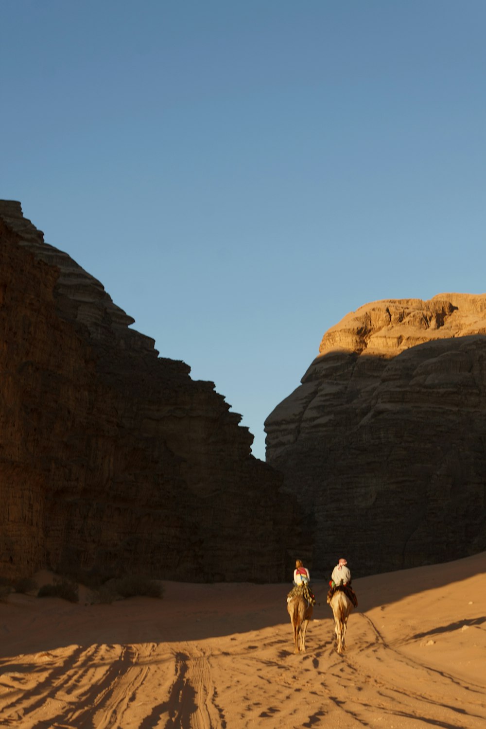 people riding camels in the desert