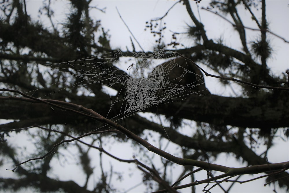 a spider in a tree