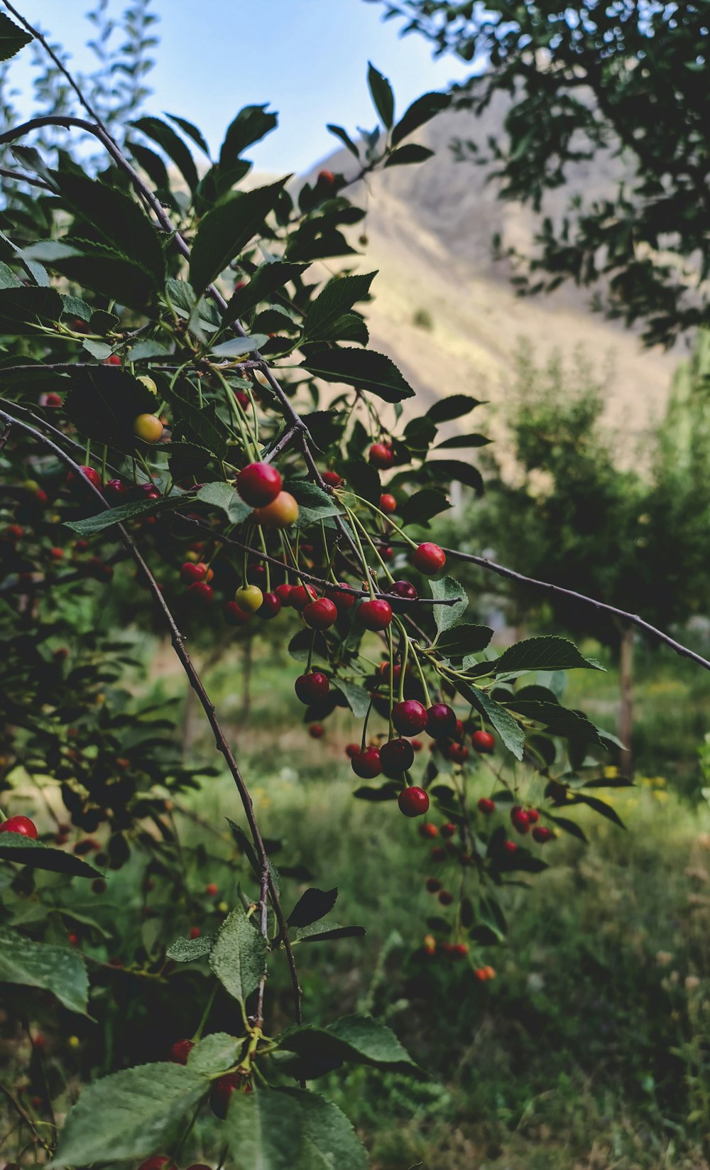 a close-up of some berries