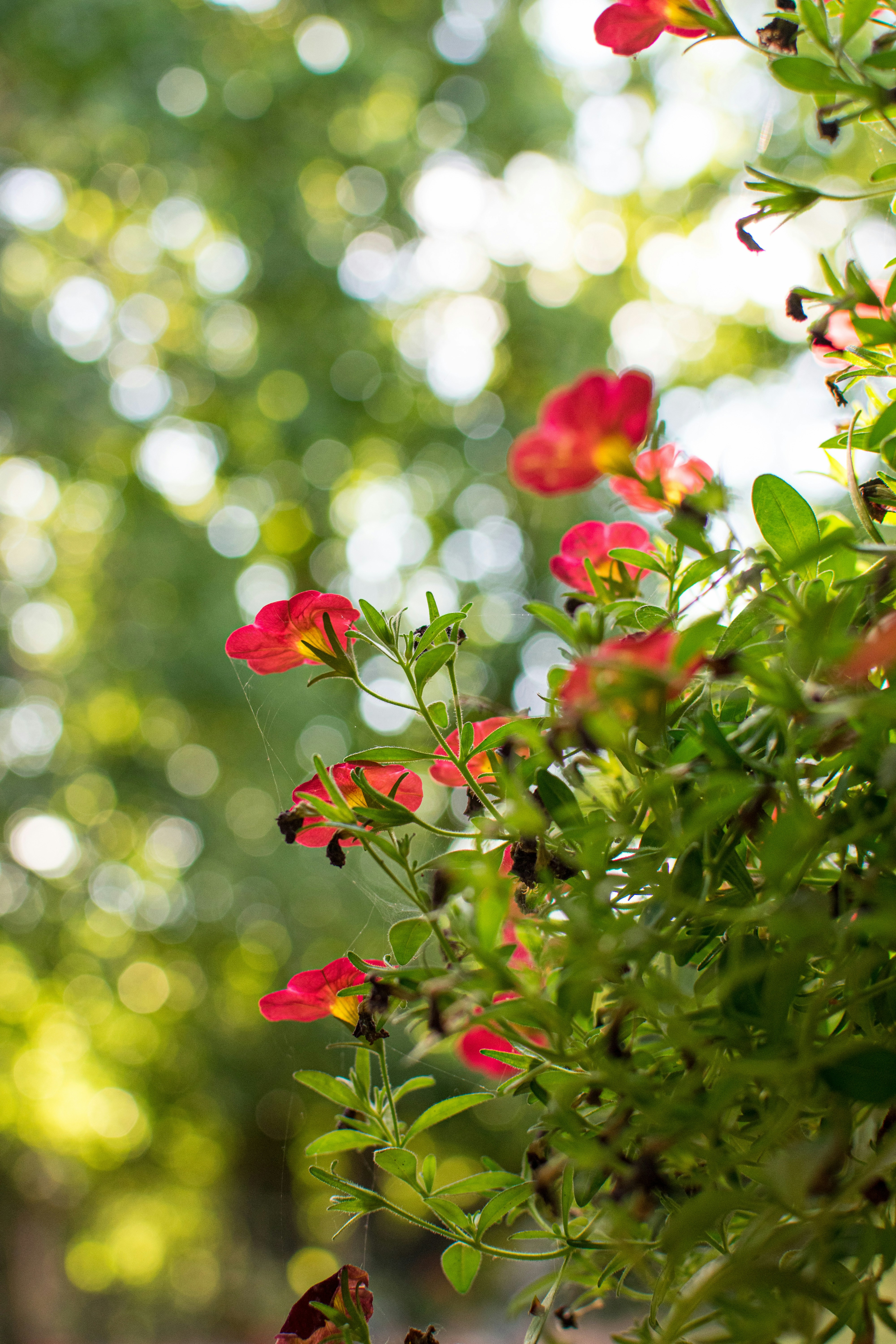 Photo by abbeyphotography