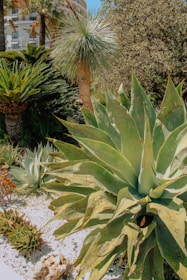 A vibrant garden scene featuring a variety of tropical and succulent plants, including large agave with engraved leaves. Palm trees and lush greenery fill the background, while a modern architectural building peeks through the foliage. The ground is covered with white gravel, enhancing the contrast with the rich green tones of the plants.