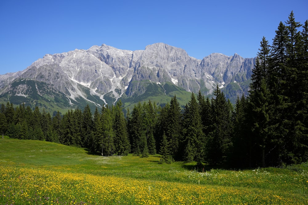 a field of yellow flowers with trees and a mountain in the background