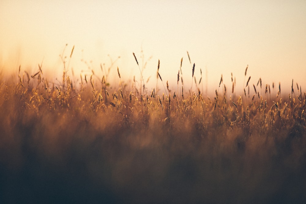 a field of grass