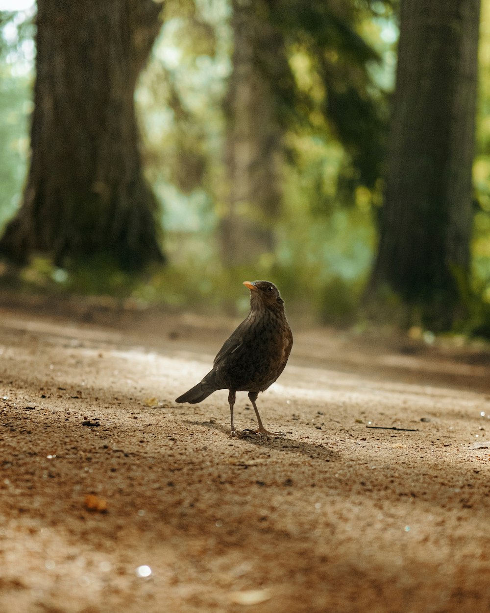 a bird standing on the ground