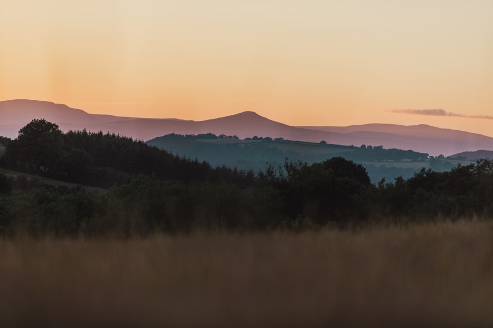 a landscape with trees and mountains in the background