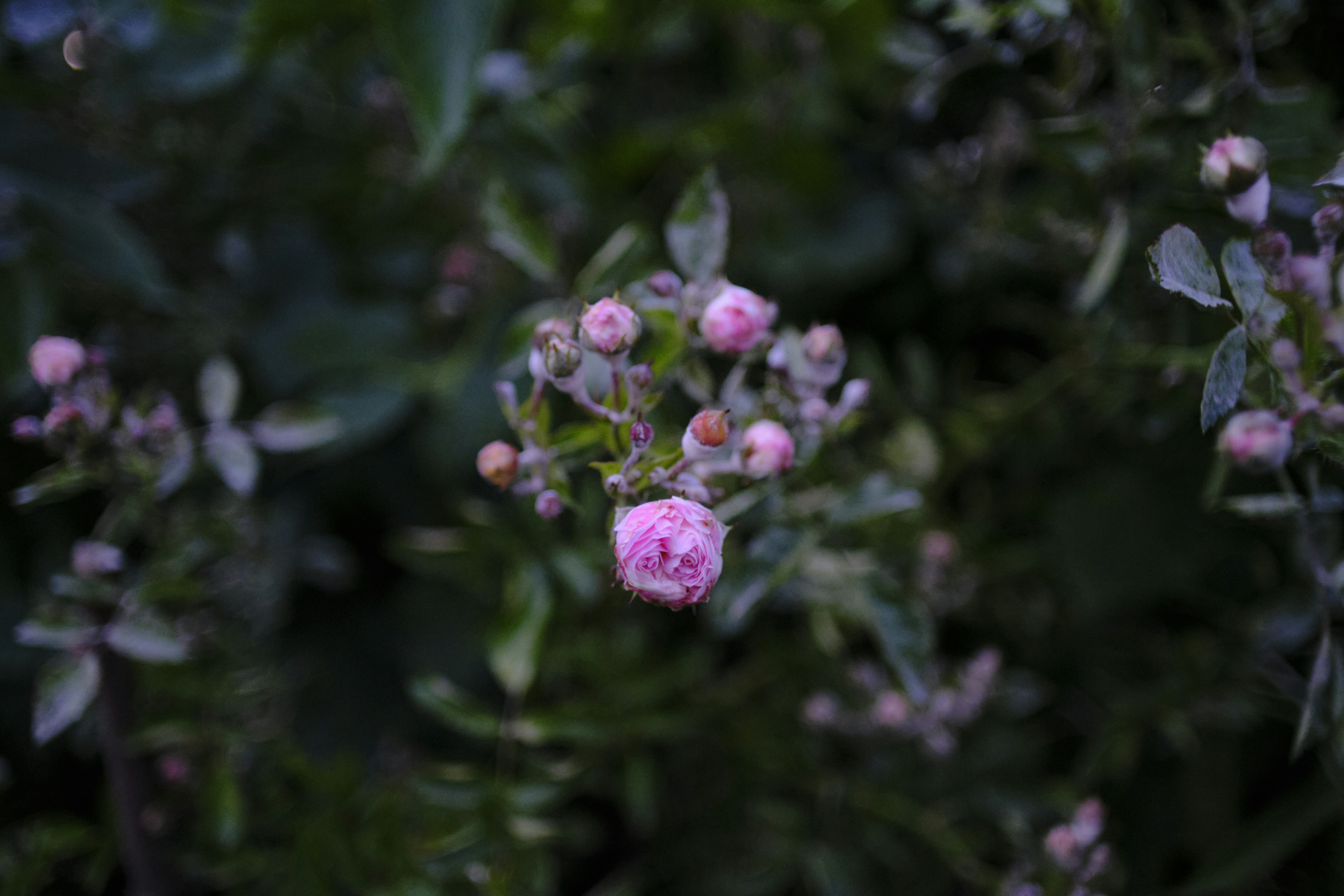 Photo by anton_keizer