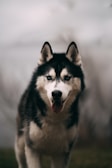 A Siberian Husky stands prominently, facing forward with a piercing gaze and tongue slightly out. Its lush, dual-colored fur contrasts with the soft, blurred background. The overall appearance of the dog is majestic and alert.