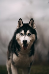 A Siberian Husky stands prominently, facing forward with a piercing gaze and tongue slightly out. Its lush, dual-colored fur contrasts with the soft, blurred background. The overall appearance of the dog is majestic and alert.
