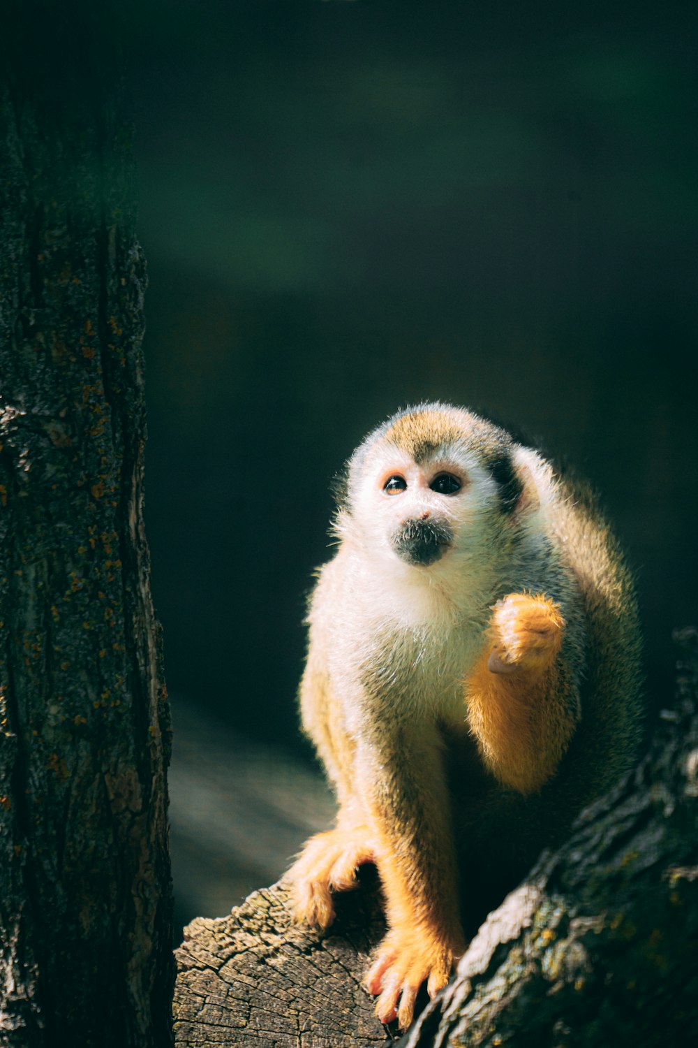 a monkey sitting on a tree