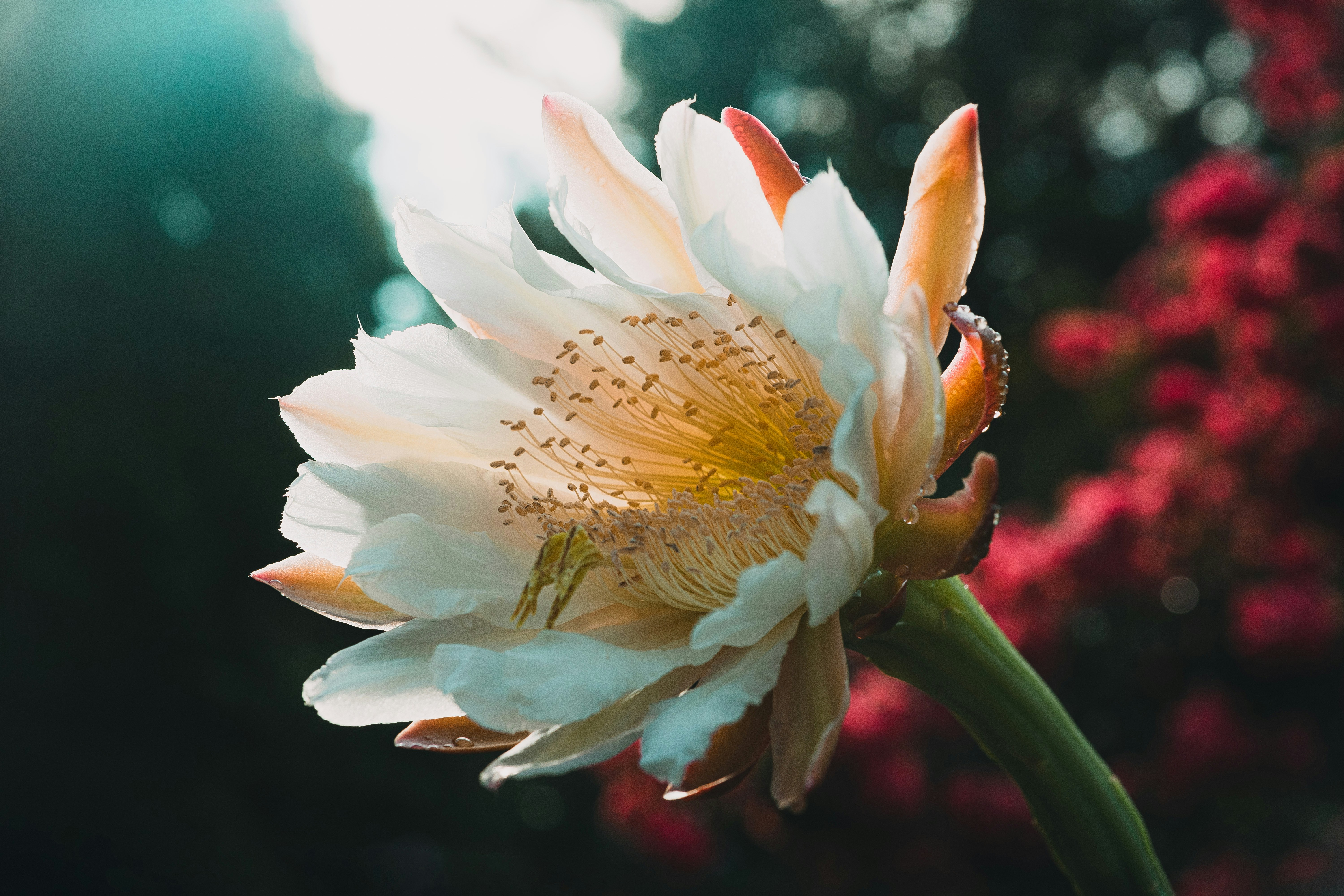 Photo by timothycdykes