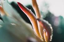 Close-up of fresh CBD flowers with morning dew highlighting natural purity.