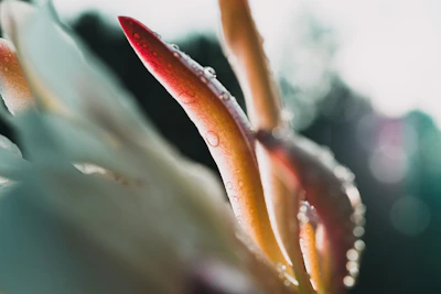 Close-up of fresh CBD flowers with morning dew highlighting natural purity.