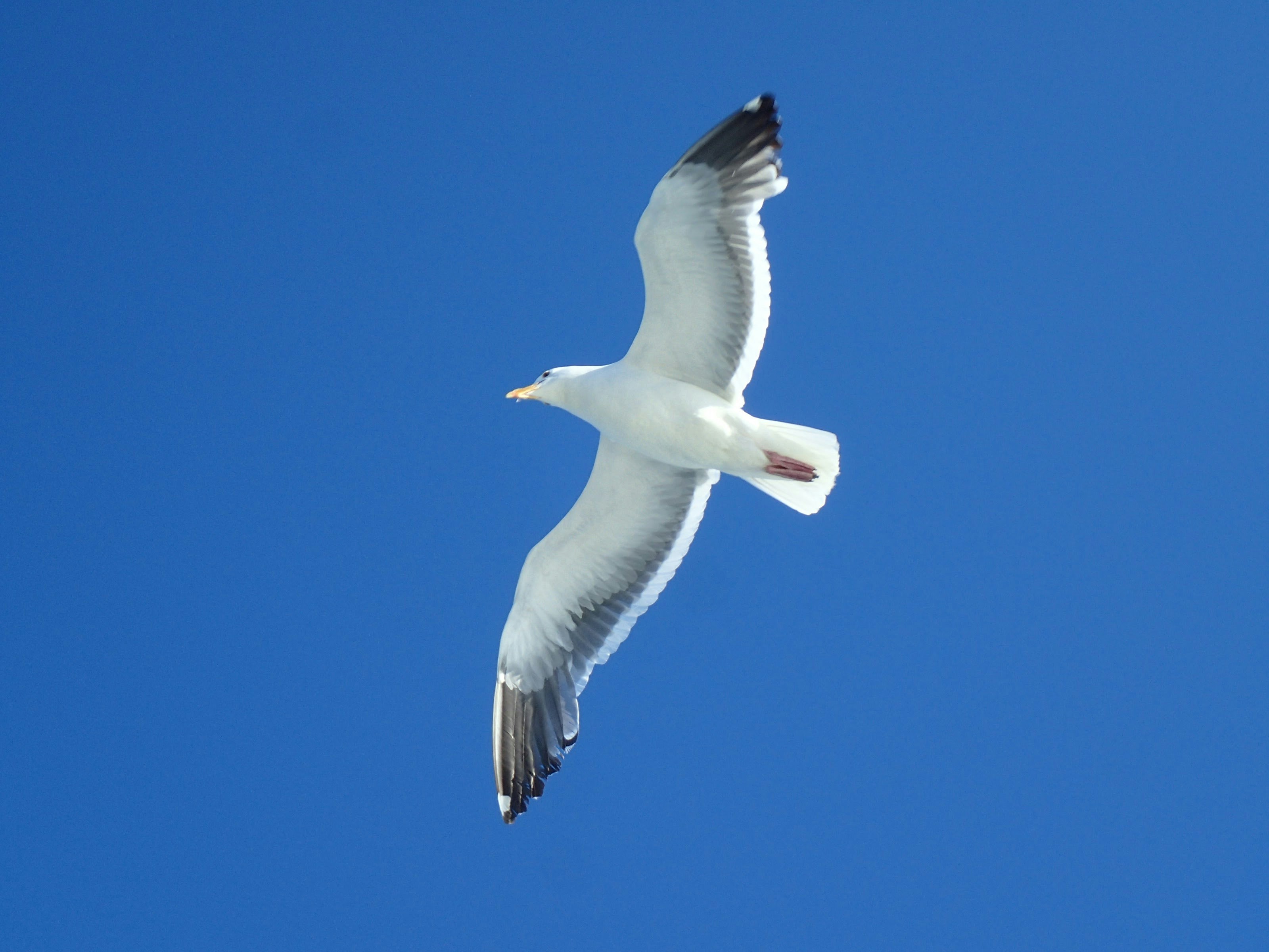 Photo by thiagorobert