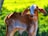 A young brown and white calf stands on a grassy landscape. The calf's large ears slightly droop, and it gazes attentively. The background features a vibrant green field, slightly blurred, highlighting the calf as the central focus.