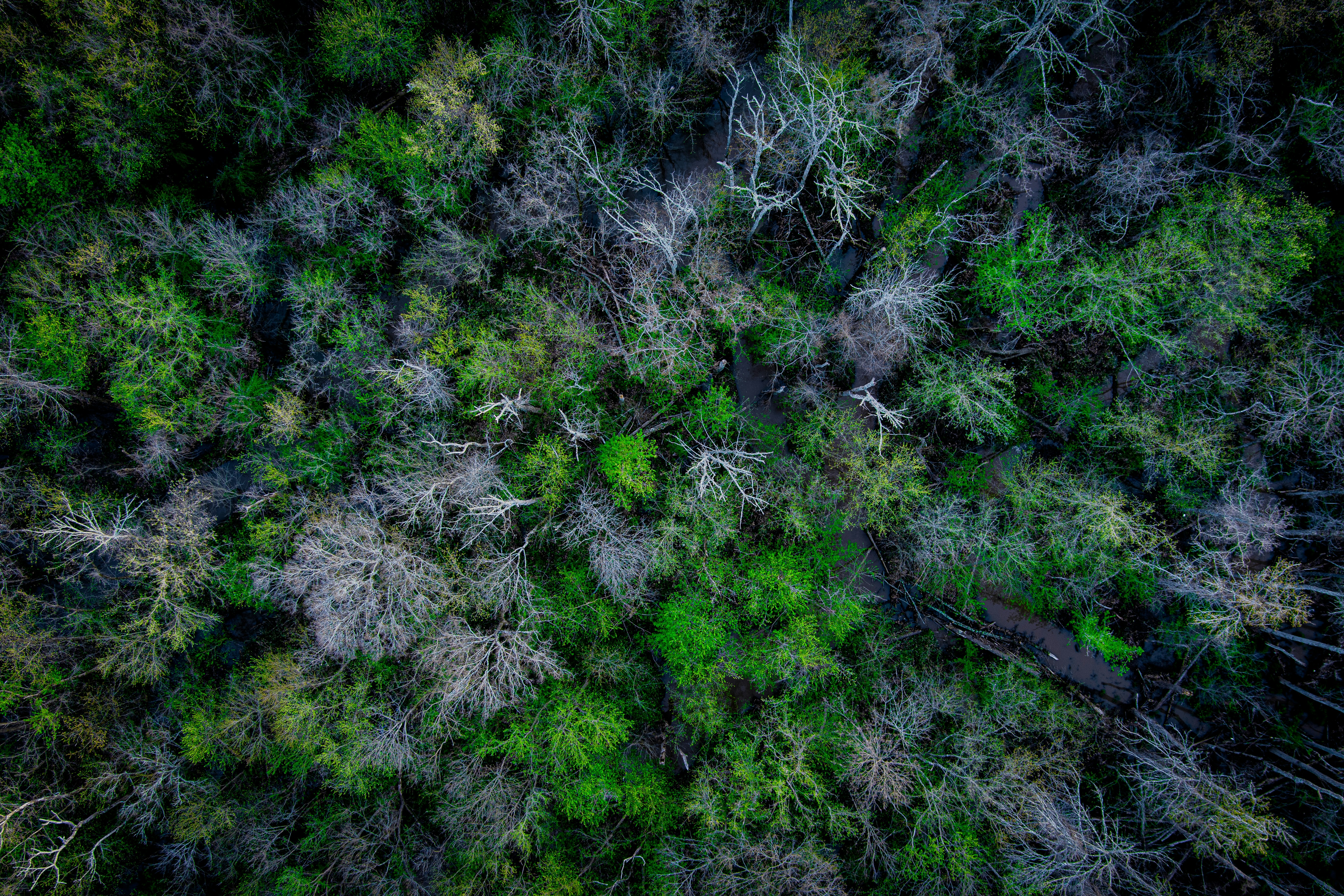 Photo by poplardigital