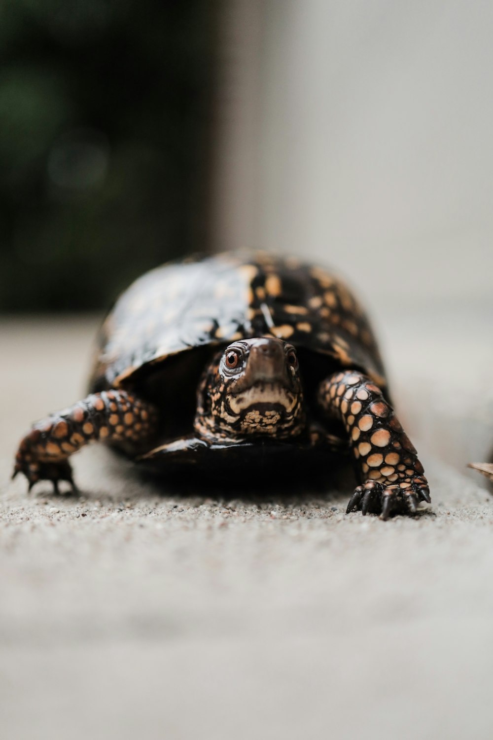 a turtle on a white surface