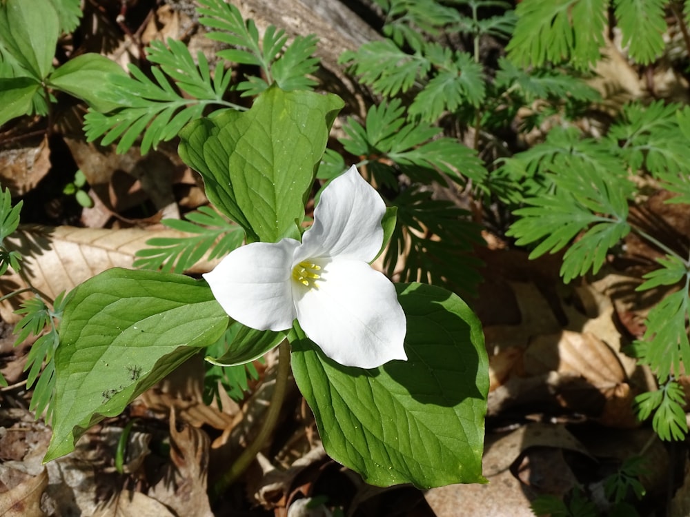 a white flower on a plant