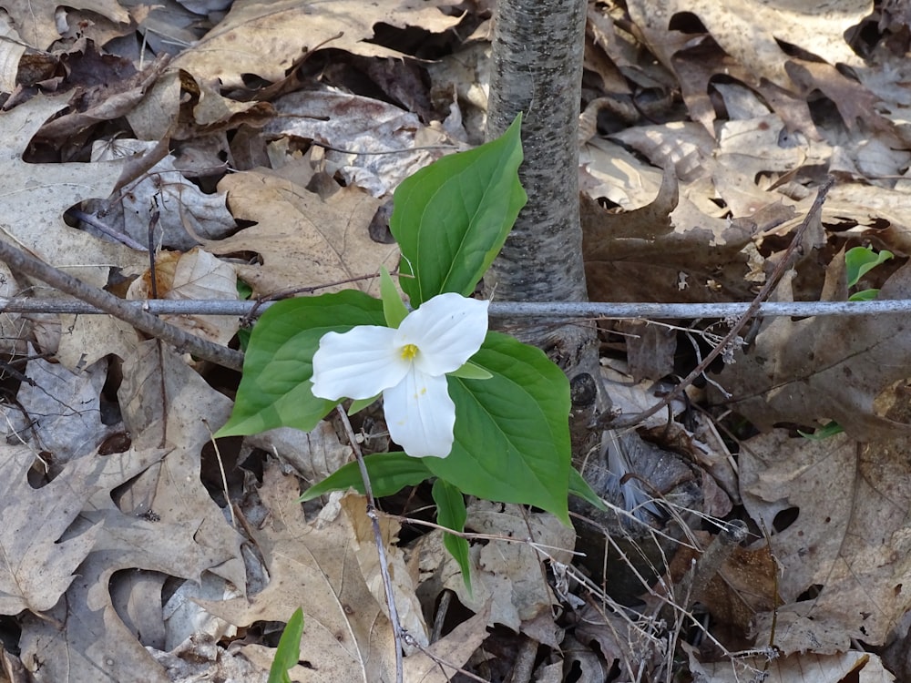 a white flower on a tree